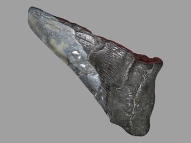 5 1/8" Megalodon Shark Tooth Fossil, SC