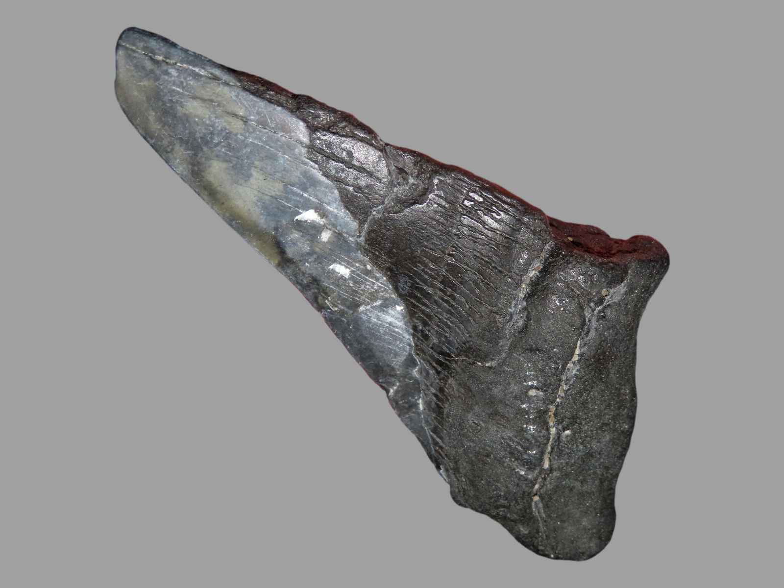 5 1/8" Megalodon Shark Tooth Fossil, SC: 5 1/8" Megalodon Shark Tooth Fossil, SC