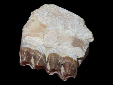 1" Cretaceous Era Mammal Tooth/Jaw Fossil, 66/65 Million Years Old