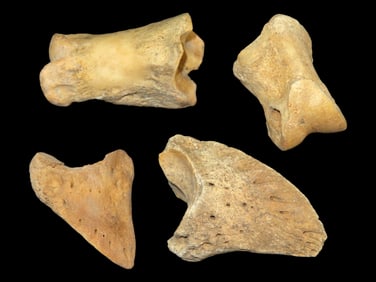 Prehistoric Bones