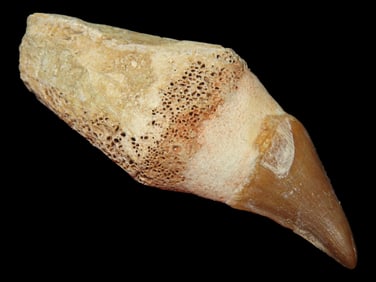 2 7/8" Mosasaurus Dinosaur Tooth, 66 Million Years Old, Morocco