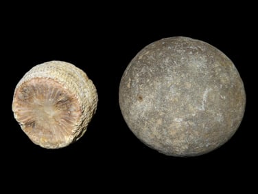 1 1/2" Gameball and Fossil