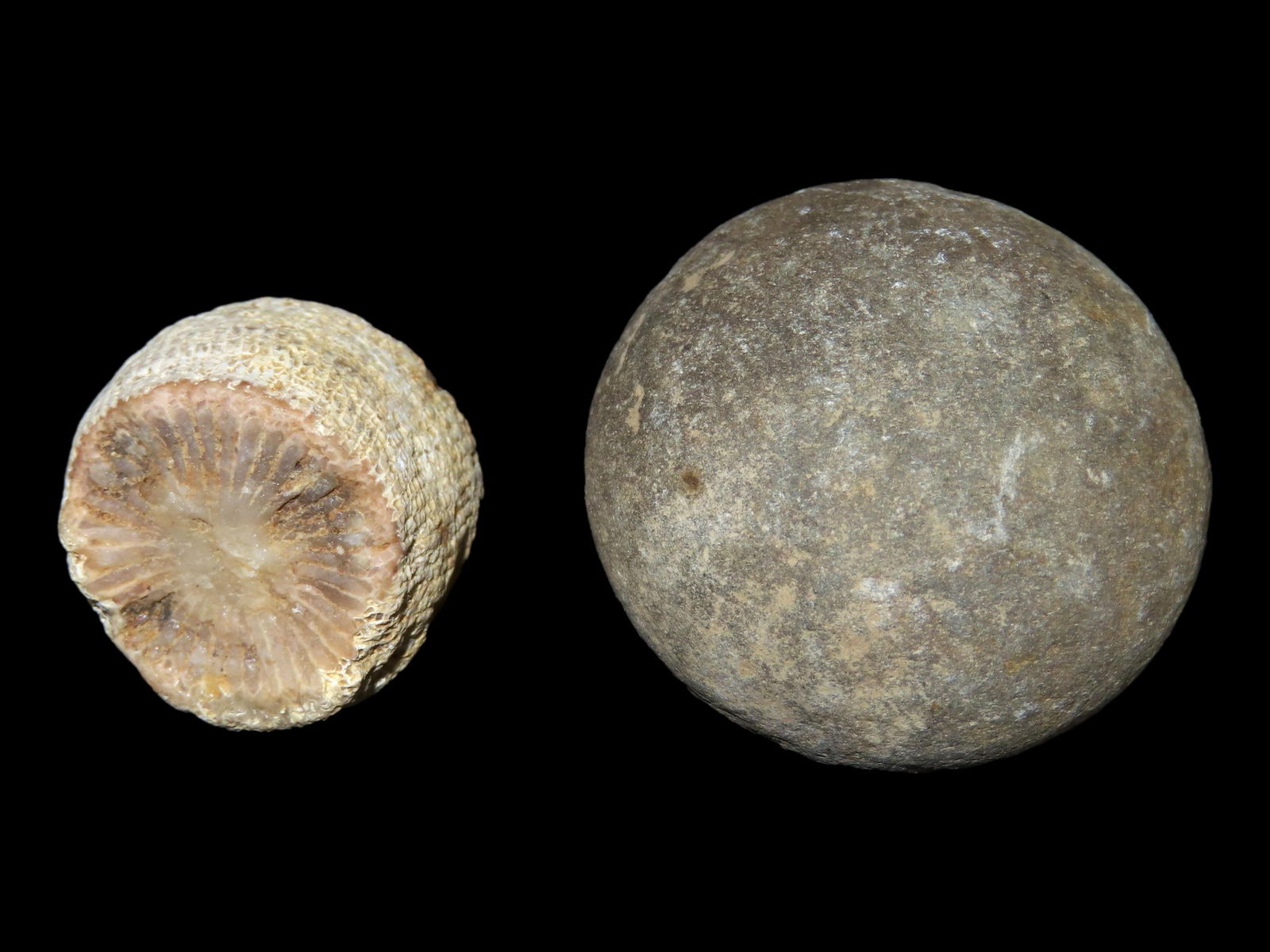 1 1/2" Gameball and Fossil: 1 1/2" Gameball and Fossil