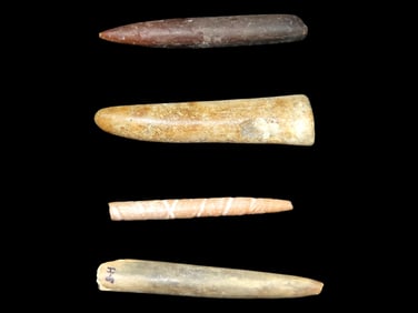 Fossilized Needles and Tips