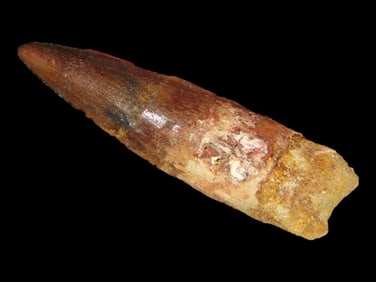 2 5/8" Spinosaurus Dinosaur Tooth Fossil, Late Cretaceous, Kem Kem Beads, Morocco