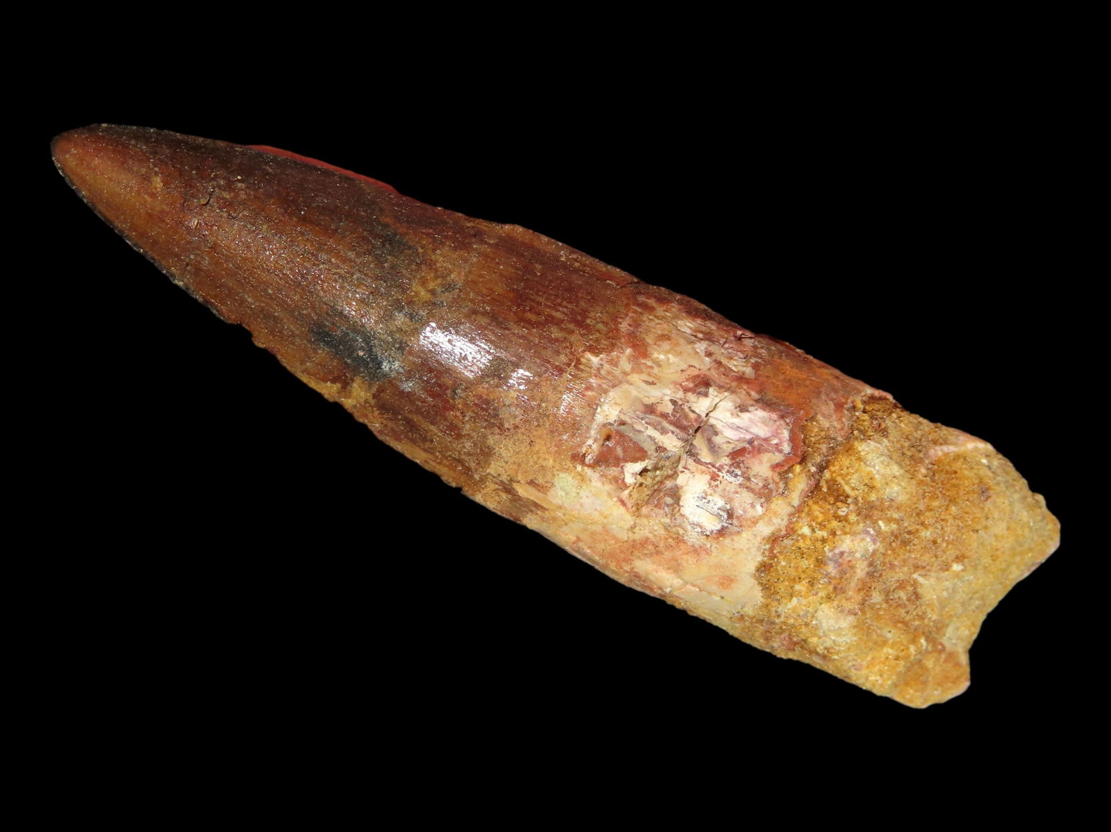 2 5/8" Spinosaurus Dinosaur Tooth Fossil, Late Cretaceous, Kem Kem Beads, Morocco: 2 5/8" Spinosaurus Dinosaur Tooth Fossil, Late Cretaceous, Kem Kem Beads, Morocco