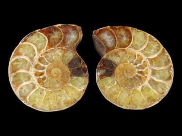 1 1/2" Set of Split and Polished Ammonite Fossils Found in Madagascar
