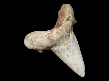 1 1/8" Rare Fossilized White Shark Tooth, Florida