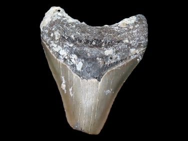 3 1/4" Fossilized Sharks Tooth, Florida