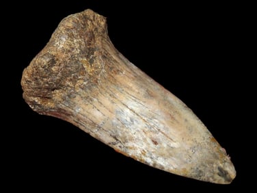 1 5/8" Fossilized Megalodon Sharks Tooth, Florida