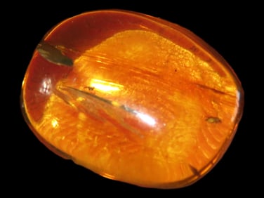 Dinosaur Age Amber with Insect 100-90 Million Years Old