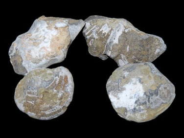 Lot of Fossilized Clams