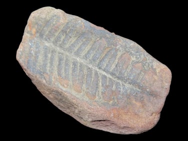 1 7/8" Mazon Creek Fossil Ferns, Central Illinois