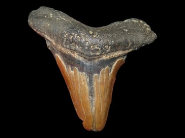 3 3/8" Megalodon Shark Tooth Fossilized, SC