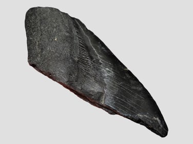 4" Megalodon Fossilized Shark Tooth