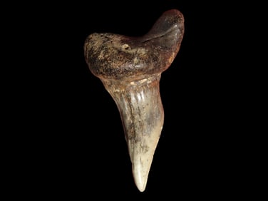 1 1/2" Fossilized Shark Tooth, Florida