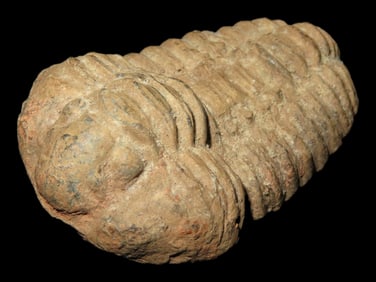 2 1/4" Trilobite Fossilized, 160 Million Years Old
