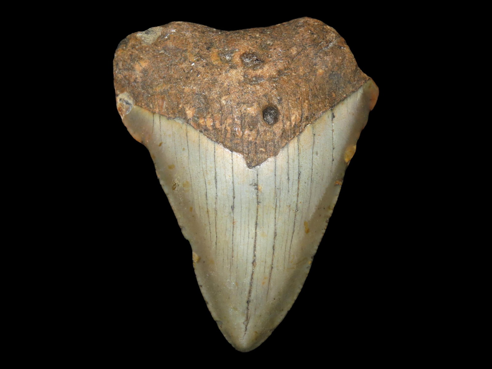 3" Fossil Megalodon Shark Tooth, found in Florida: 3" Fossil Megalodon Shark Tooth, found in Florida