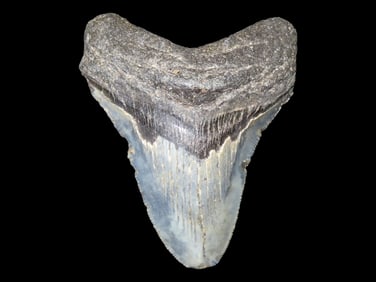 3 1/2" Fossil Megalodon Shark Tooth, found in Florida