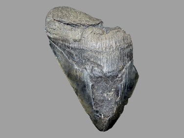 2/3 of a Huge 5 3/4" Fossil Megalodon Shark Tooth, found in Florida, super dark with age