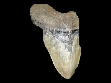 3/4 of a 5 15/16" Fossil Megalodon Shark Tooth, Massive Example, found in Florida