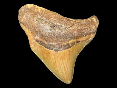 2 3/4" Fossil Megalodon Shark Tooth found in Florida