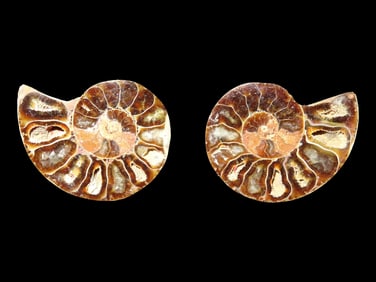 1 1/2" Polished Split Ammonite Fossil, found in Madagascar