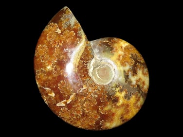 4 1/2" Highly Polished Fossil Ammonite, Dinosaur Era, 352 g.