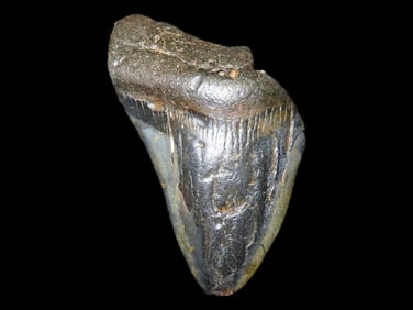 4 1/8" Fossil Megalodon Shark Tooth, found in Florida