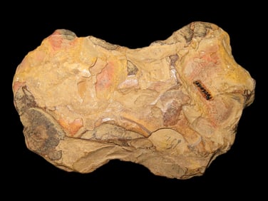 5 1/4" Double-bit Axe, found in Missouri, from a Private Collection in Delaware