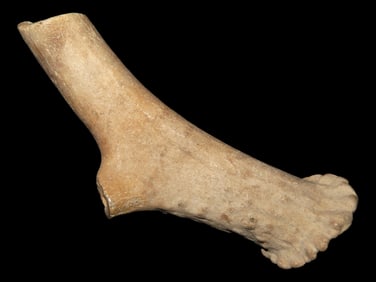 3 1/2" Fossil Antler Knapping Tool, found in Southern Illinois, from a Private Collection in