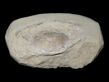 4 5/8" x 3" Complete Fossil Crab