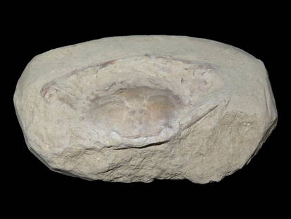 4 5/8" x 3" Complete Fossil Crab: 4 5/8" x 3" Complete Fossil Crab