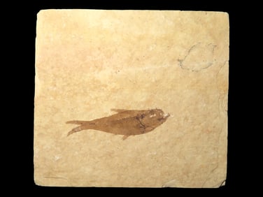 3 1/2" x 3 1/4" Highly Detailed Knightia Fish Fossil from the Green River Formation, Wyoming, 200