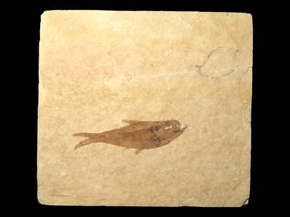 3 1/2" x 3 1/4" Highly Detailed Knightia Fish Fossil from the Green River Formation, Wyoming, 200: 3 1/2" x 3 1/4" Highly Detailed Knightia Fish Fossil from the Green River Formation, Wyoming, 200 million yrs. old
