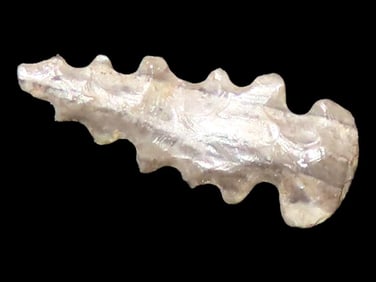 7/16" Miniature Bird Pt, Found in the Same Site by
