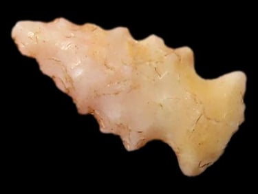 1/2" Miniature Bird Pt, Found in the Same Site by