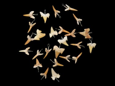 Lot of 25 Shark Teeth Pendants w/Wire Bails
