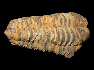 3 3/4" Fossil Trilobite, Large Complete Specimen, 100 Million yrs old