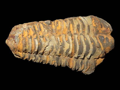 3 3/4" Fossil Trilobite, Large Complete Specimen, 100 Million yrs old: 3 3/4" Fossil Trilobite, Large Complete Specimen, 100 Million yrs old