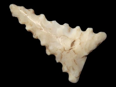 3/4" Serrated Triangular Pt., Missouri