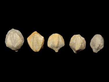 Group of 5 Extremely Nice Blastoids. Blastoids are an extinct type of stemmed echinoderm, often