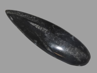 6" Polished Orthoceras Fossil, flat back, from the Paleozoic Era, Ordovician period (around 488 to