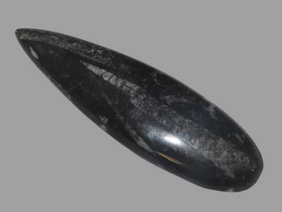6" Polished Orthoceras Fossil, flat back, from the Paleozoic Era, Ordovician period (around 488 to: 6" Polished Orthoceras Fossil, flat back, from the Paleozoic Era, Ordovician period (around 488 to 444 million years ago), from the Atlas Mountains in Morocco