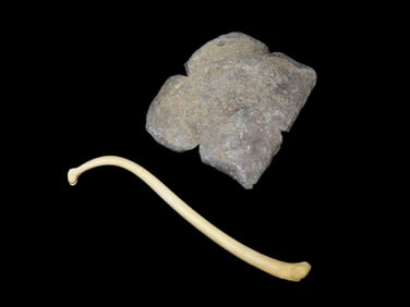 Racoon Penis Bone Used As a Pendant and a Rare Historic Lead Weight, Both found in Ottawa Co. Ohio