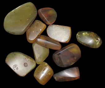 Group of Amber Pcs containing bugs and plant spores