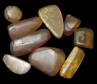 Group of Amber Pcs containing bugs and plant spores