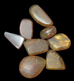 Group of Amber Pcs containing bugs and plant spores