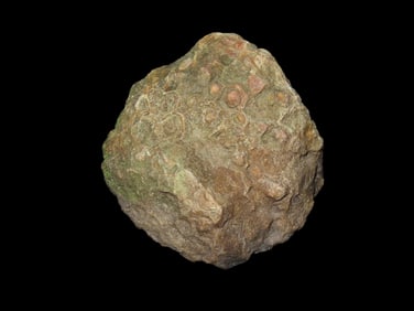 Large Fossil Coral Specimen, found in creek bed, Adams Co., Illinois
