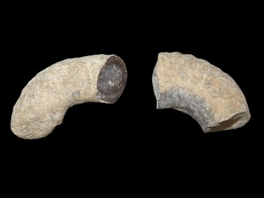 Cretaceous Cephalopod Fossils